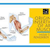 The fixed end is called as origin and the freely movable end is known as insertion. 1