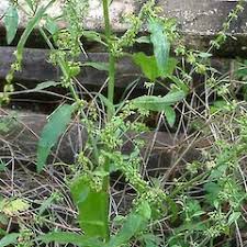 Image result for Rumex lanceolatus