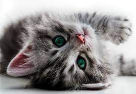 Picture of thoughtful cute kitten. Fototapete Tapete Cute Kitten Bei Europosters Kostenloser Versand