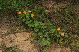 Image result for Momordica kirkii