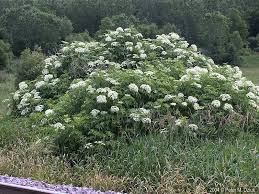 Image result for Sambucus canadensis