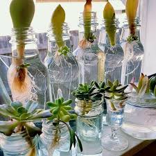 How long does succulent propagation take? Pin On Mini Garden