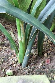 Image result for Sansevieria metallica