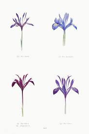 Iris Histrioides Iris Histrio Iris Histrio Var Atropurpurea And Iris Istrio From The Genus Iris By William Rickatson D Iris Flowers Flower Illustration Iris