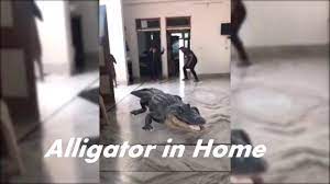 Alligator In Home How To View Google 3d Animals In Your Mobile Ar Feature Youtube