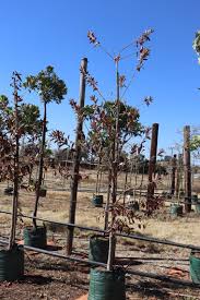 Image result for Combretum erythrophyllum