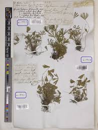 Image result for Actiniopteris radiata