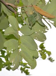 Image result for Millettia dura