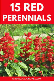 15 Beautiful Red Perennial Flowers In 2021 Red Perennials Red Flowers Garden Perennials
