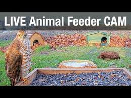 Birds For Cats To Watch 4k Pin On Live Webcam Birds And Animals