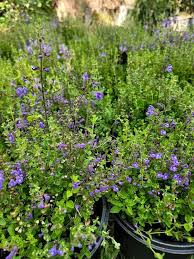 Image result for Scutellaria violascens