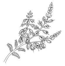 Calluna Heather Flower Stem To Embroider Heather Flower Heather Plant Flower Drawing