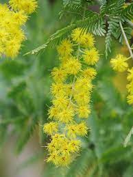 Acacia Baileyana Virtual Flowers Unusual Flowers Pretty Flowers