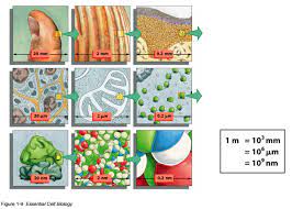 There are 25,400,000 nanometers in one inch. Size Scales Of Cell Biology Moosmosis