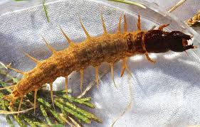 Image result for Nicolasia stenoptera