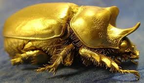 We did not find results for: Golden Tortoise Beetle Charidotella Sexpunctata Steemkr