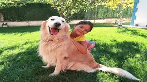 Masal In Akilli Kopegi Gold Egitim De Smart Dog Training Family Fun Kids Video Youtube