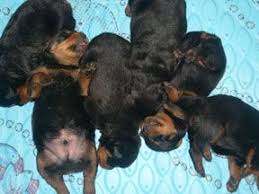 Rottweiler Puppy Growth Chart Average Puppy Weights