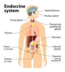 The site, which is widely recommended by. Endocrine System Worksheet For Students Human Body Coloring Book