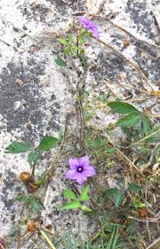 Image result for Ipomoea tenuipes