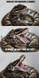 Funny Snake Lol Cute Funny Animals Snake Funny Animals