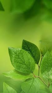 Choose from over a million free vectors clipart graphics vector art nah tanpa panjang lebar berikut ini kami menyajikan download 4800 background hijau kuning merah hd. Pt Dwi Prima Rezeky Dwirezzeky Profile Pinterest