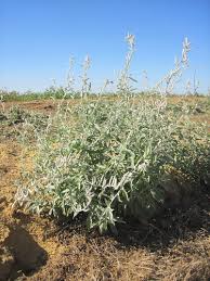 Image result for Aerva javanica