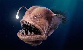 Top 10 Weirdest Deep Sea Creatures Deep Sea Creatures Sea Creatures Drawing Deep Sea Animals