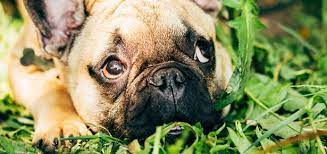 How soon can chickens graze on lawn that was treated with drive xlr8 herbicide crabgrass killer? A Vet S Take On Why Dogs Eat Grass Modern Dog Magazine