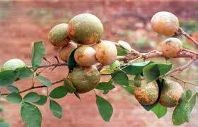 Mayhaws are rarely found in common grocery stores so take advantage of ordering and picking your own mayhaws. Unusual And Exotic Fruit And Nut Plant Seeds From Around The World