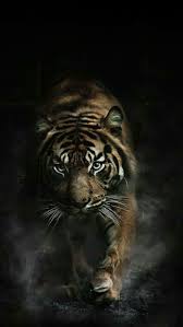 I Love This Animal And Is A Good Wallpaper Wild Animal Wallpaper Tiger Wallpaper Tiger Wallpaper Iphone