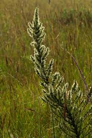 Image result for Anthospermum usambarense