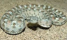 Image result for Echis Carinatus Venom