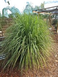 Image result for Cymbopogon nardus