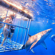 North Shore Shark Adventures | Cage diving tip to get the best view of the sharks…stay vertical, hold your breath and hook your foot under the lower bar (look at the... |