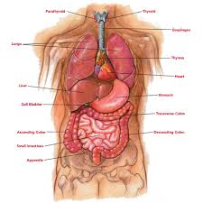 Welcome to innerbody.com, a free educational resource for learning about human anatomy and physiology. Anatomy For Reiki English Reiki