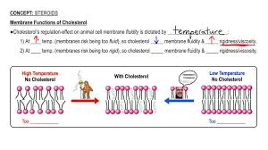 Membrane Fluidity - An Overview | Sciencedirect Topics