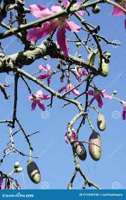 Image result for Ceiba pentandra