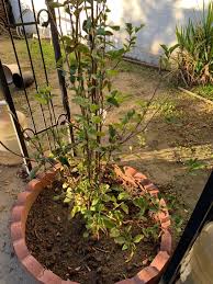 Adding fertilizer to apple trees should be done 3 times during the growing season. Master Gardener Help With A Dying Apple Tree And How To Grow Flowers From Bulbs In Southern California Press Enterprise