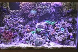 This article will help you understand what one is and review the best aquarium sumps. Aquascape Eye Candy 11 Examples For Inspiration Marine Depot Blog