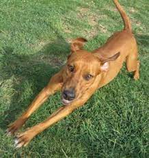 Dog Available For Adoption Rhodesian Ridgeback Rescue Inc Rhodesian Ridgeback Dogs Dog Lovers