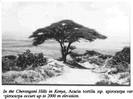 Image result for Acacia tortilis