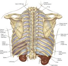The rib cage surrounds the lungs and the heart, serving as an important means of bony protection for these vital organs.in total, the rib cage consists of the 12 thoracic vertebrae and the 24 ribs, in addition to the sternum. Surface Anatomy And Surface Landmarks For Thoracic Surgery Part Ii Thoracic Surgery Clinics