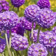 Primevere De L Himalaya Bleue Primula Denticulata Blue Plantes Violettes Plante Jardin Jardins