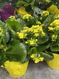 Image result for Kalanchoe