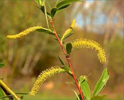 Image result for Harveya alba