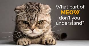 If You Are Happy And You Know It Say Meow What Part Of Meow Don T You Understand Catingtonpost Com Cats Pets Cats Kittens Cutest