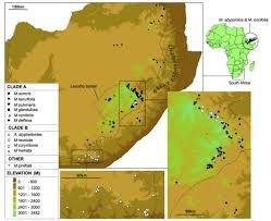 Image result for Selago swynnertonii