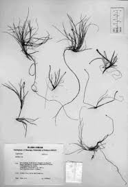 Image result for Isolepis prolifera