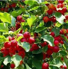 It is an extreme yang fruit. Fruit Trees